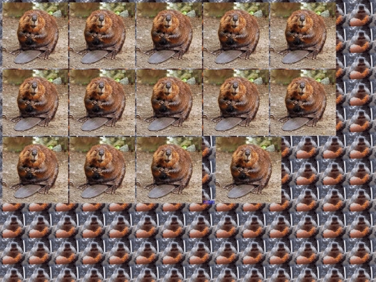 beaver screenshot