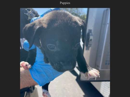 puppies screenshot