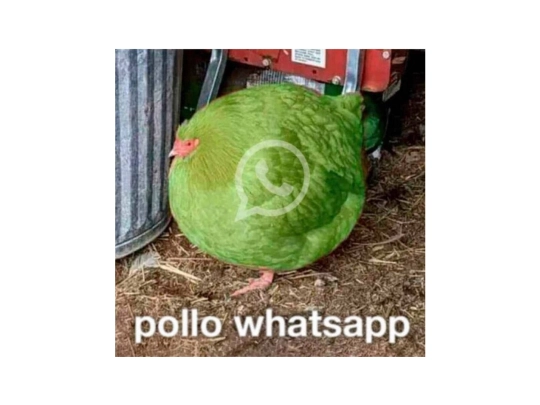 paginapollo screenshot