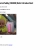 The web site of luckycharmstubby avatar