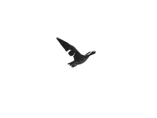 bird9 screenshot