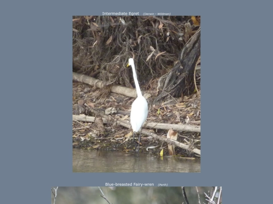 bird/au13/spc2 screenshot
