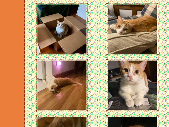 cat screenshot