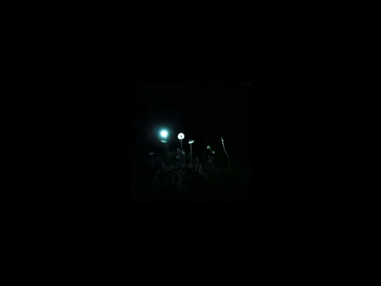 dandelions screenshot