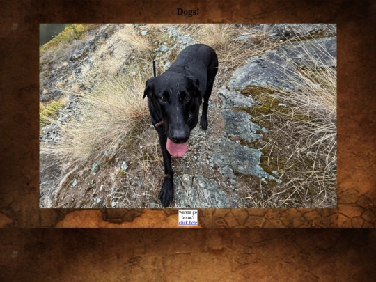 dog screenshot
