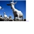 borgeskbrito.yorniq.xyz avatar