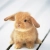 fluffy_bunny.yorniq.xyz avatar