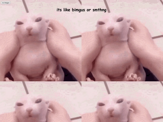 bingus screenshot