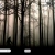 Secret Forest avatar