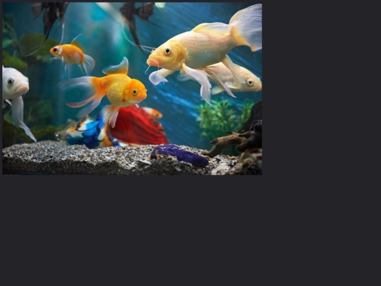 FishPuzzle screenshot