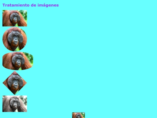index.orangutan screenshot