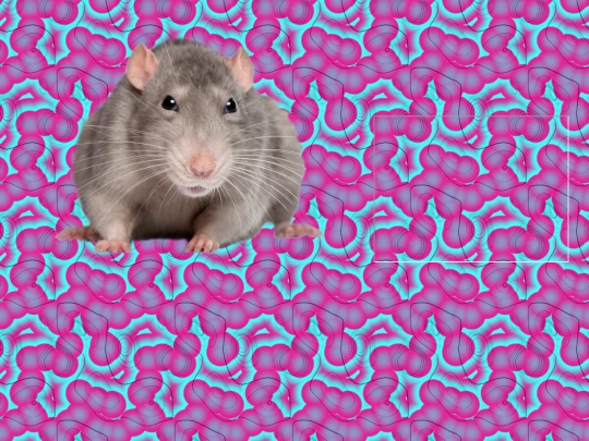 rats screenshot