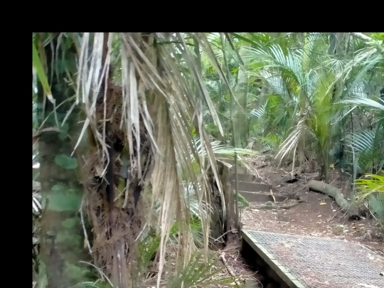 bush screenshot