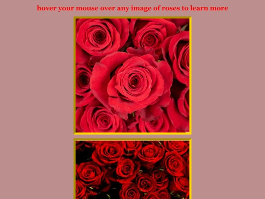 roses/roses screenshot