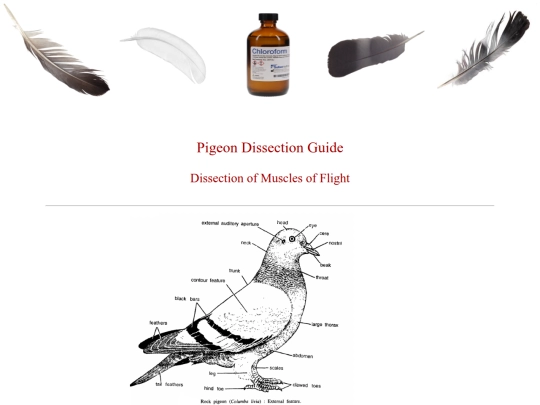 dissection screenshot