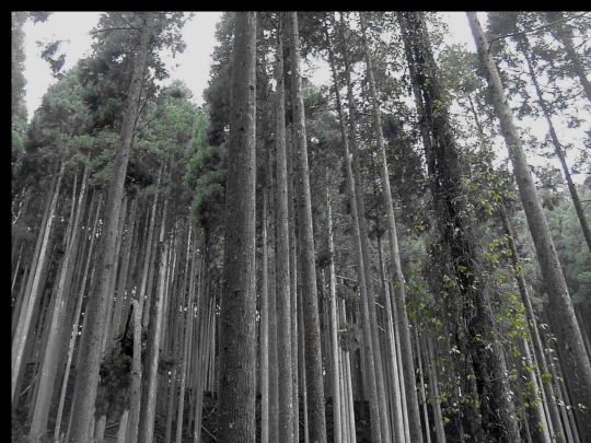 art/photo/green/green screenshot