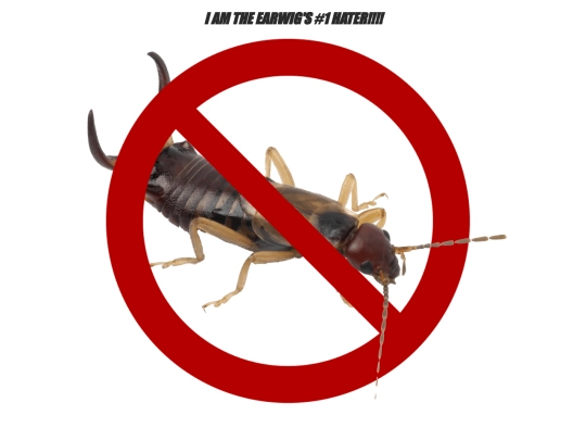 earwig screenshot