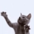 twlg.yorniq.xyz avatar