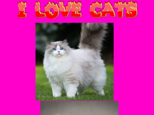cats screenshot