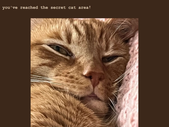 cats screenshot