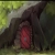 loloimu.yorniq.xyz avatar
