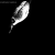 contrastgoose.yorniq.xyz avatar