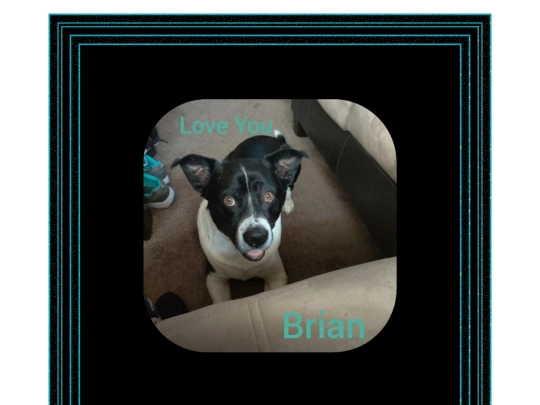 STAFF PAGES/maddysdogpage screenshot