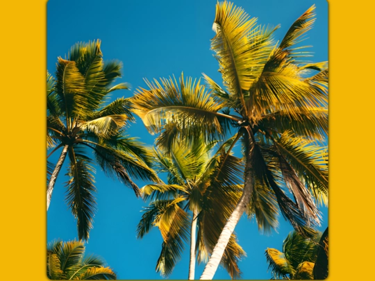 pages/CARIBBEAN HOUSE/caribbean_house_vol_1 screenshot