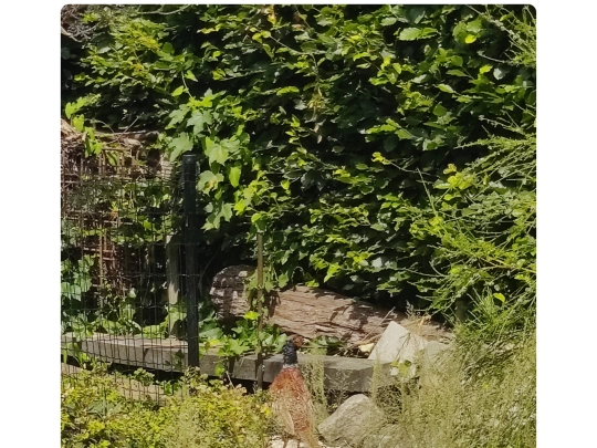 Shrine-Birds/images/10 screenshot