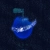 slrps.yorniq.xyz avatar