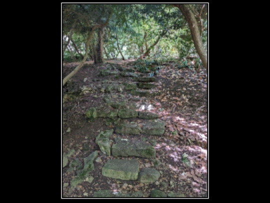 explore/forestpath screenshot