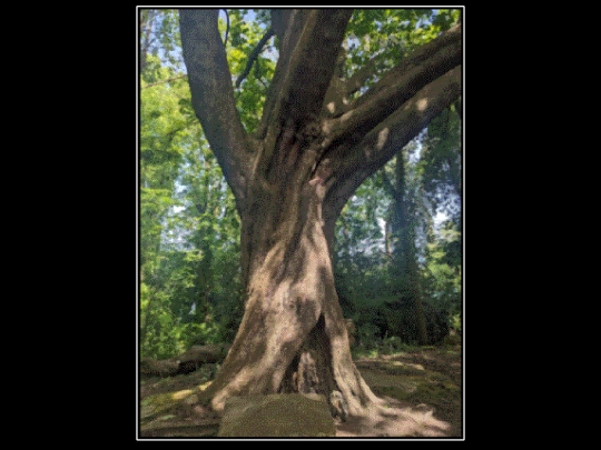 explore/tree screenshot