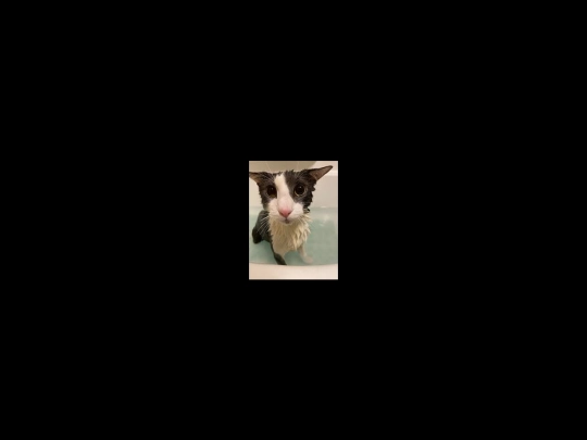 soggycat screenshot