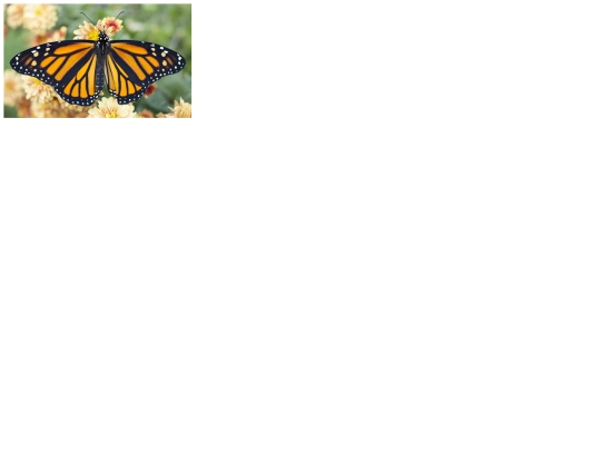 Imitations/invert_opacity_butterfly screenshot