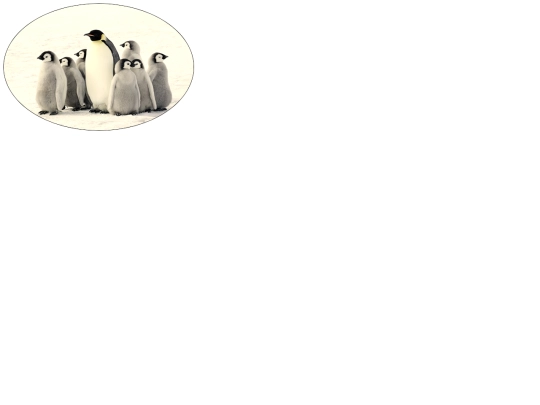 Imitations/sepia_raidus_penguins screenshot