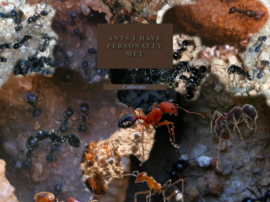 ants screenshot