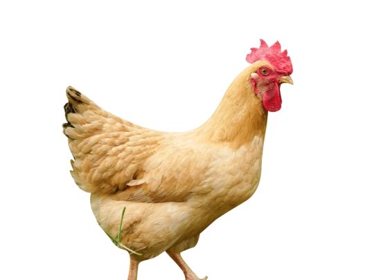chickenfood screenshot