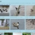 housefinch.yorniq.xyz avatar