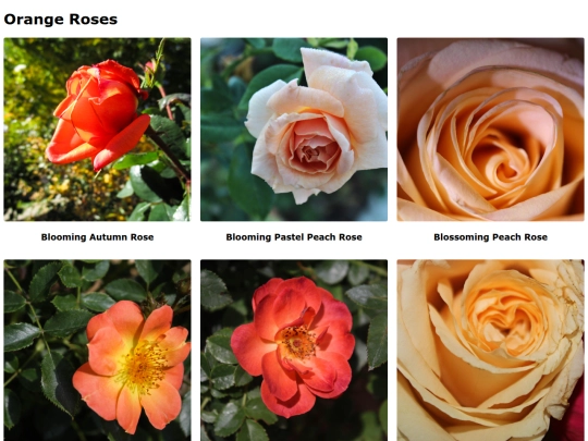 orangepeachroses screenshot