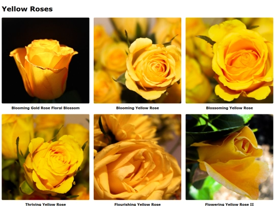 yellowroses screenshot