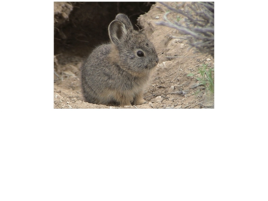 secrets/pygmybunny screenshot