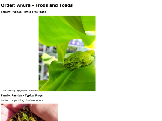 Anura screenshot