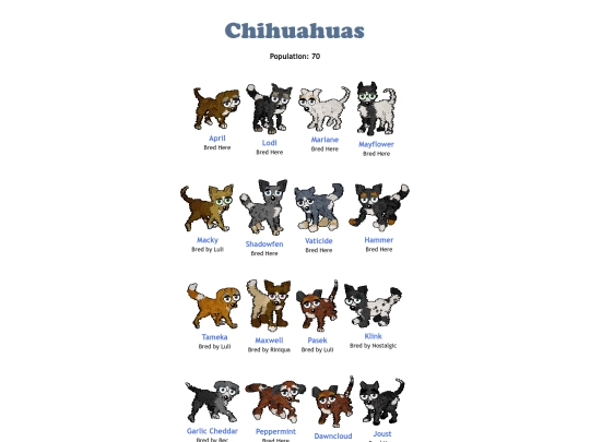 chihuahuas screenshot