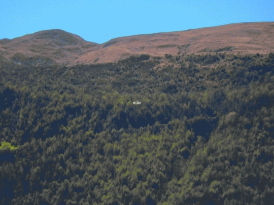the_woods screenshot