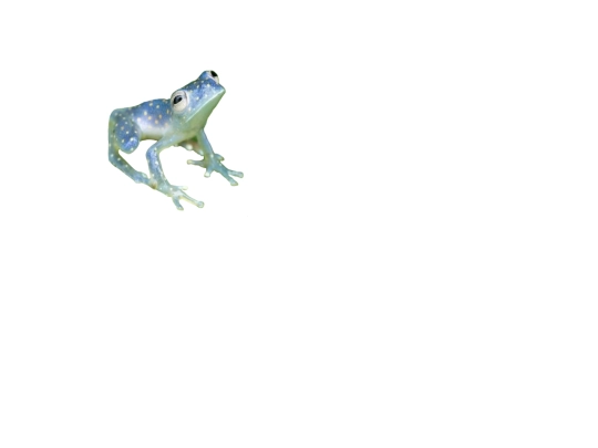 Centrolènids screenshot