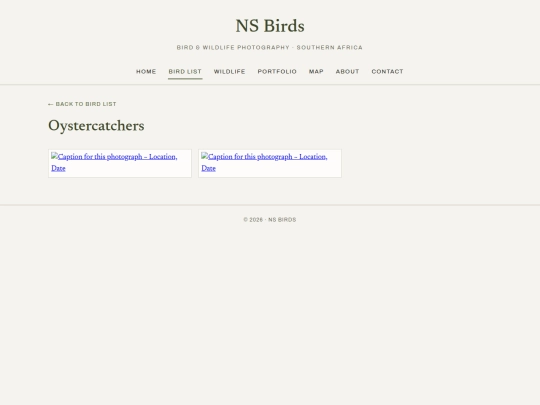 birds/oystercatchers screenshot