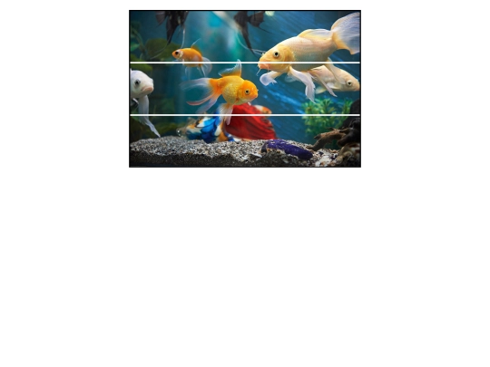 fish screenshot