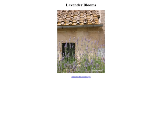 week5/lavender screenshot