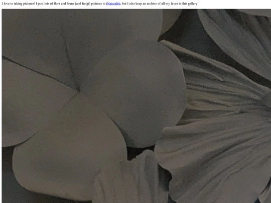 gallery screenshot