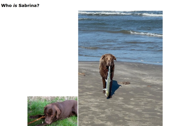 WhosSabrina screenshot